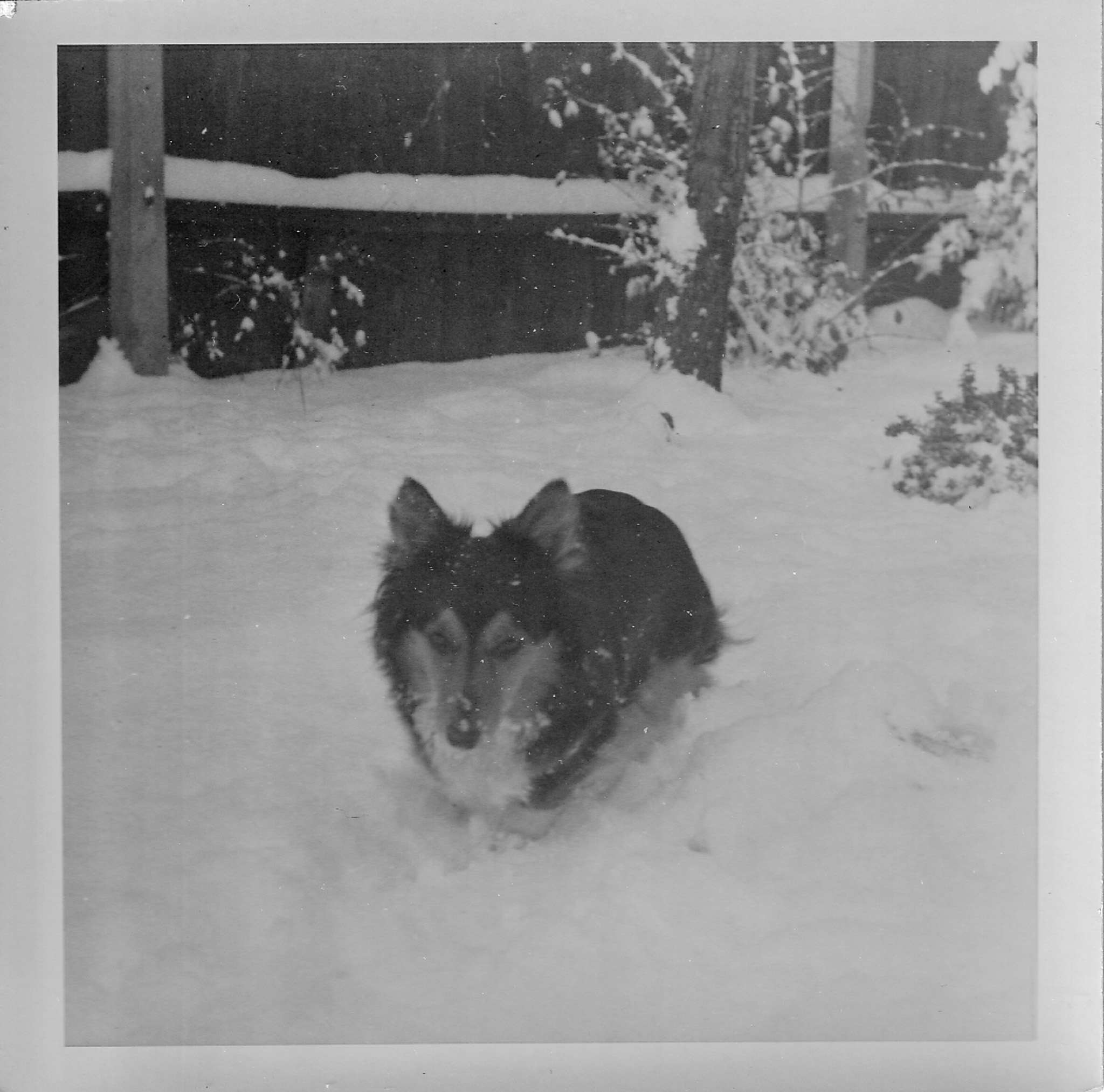Dog in snow